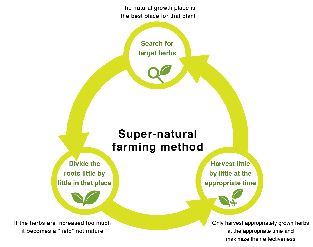 Super-natural farming method 
Search for target herbs
The natural growth place is the best place for that plant
Divide the roots little by little in that place
If the herbs are increased too much it becomes a “field” not nature
Harvest little by little at the appropriate time
Only harvest appropriately grown herbs at the appropriate time and maximize their effectiveness