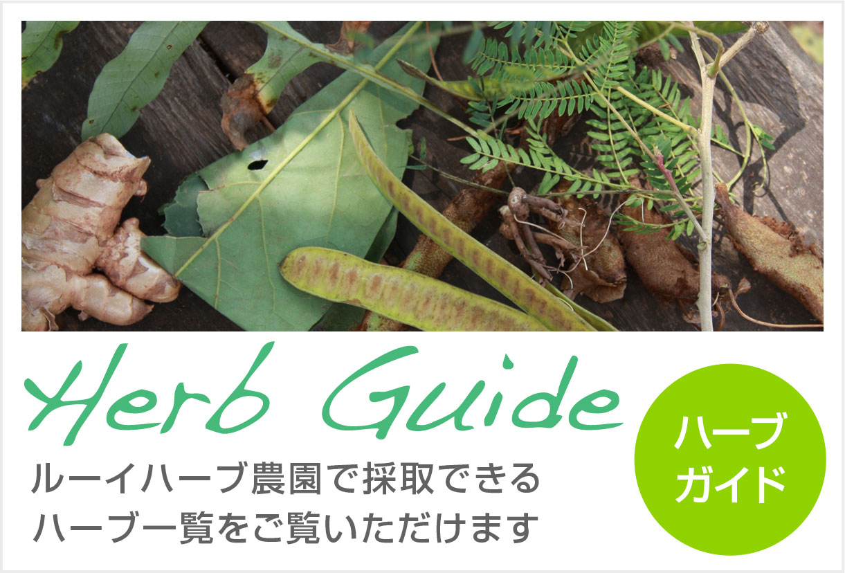 ルーイハーブ農園で採取できるハーブ一覧をご覧いただけます