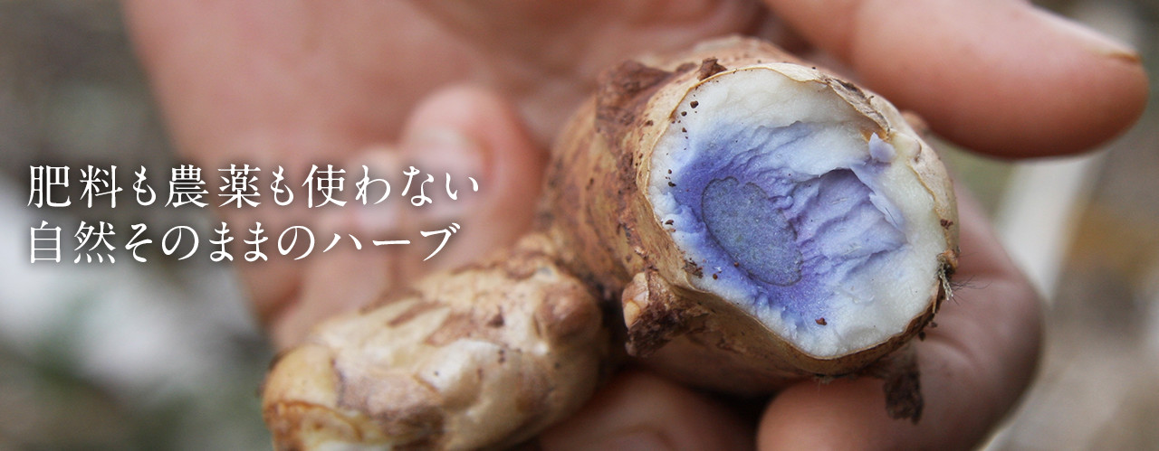 肥料も農薬も使わない自然そのままのハーブ
