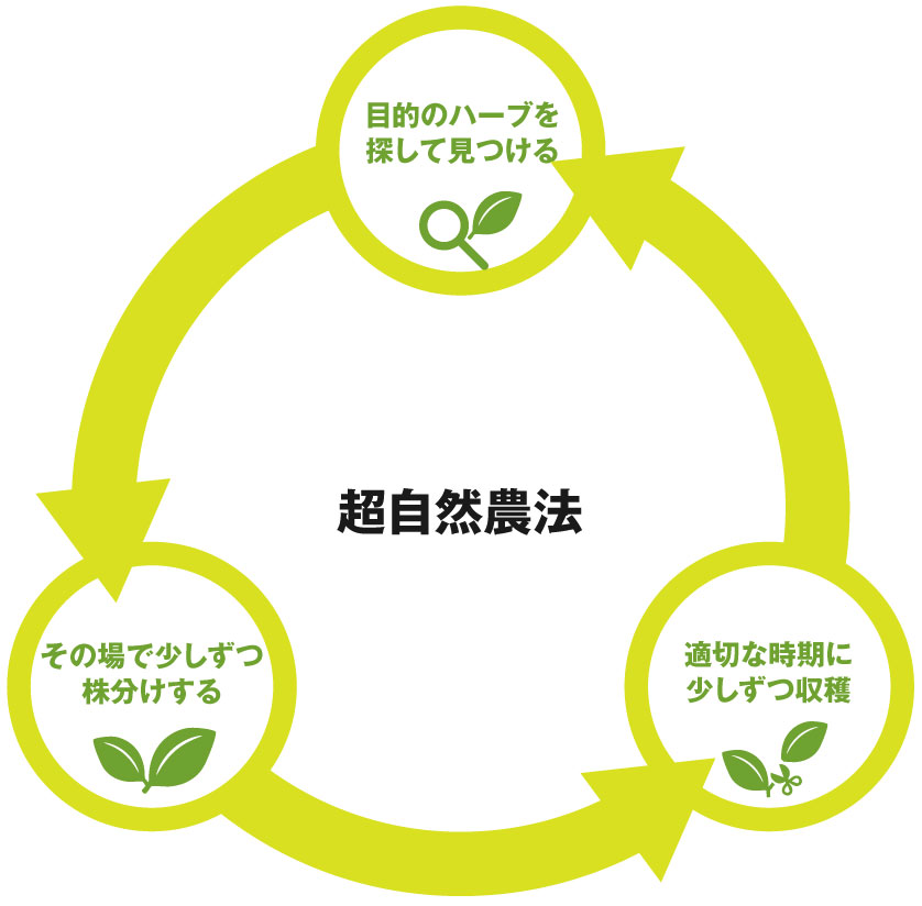 超自然農法 目的のハーブを探して見つける 自然生育している場所がその植物にとって最適の場所 その場で少しずつ株分けする 増やしすぎてしまうとそこは「畑」となり、自然ではなくなってしまう 適切な時期に少しずつ収穫 適切に育ったハーブのみを最適な時期に収穫し、ハーブの効果を最大限に生かす