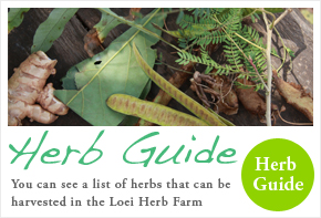 You can see list of herbs that can be harvested in the Loei Herb Farm Herb Guide