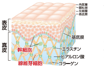 肌細胞のイメージ